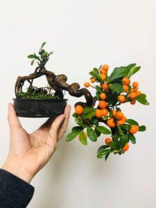 Bonsai trái cây