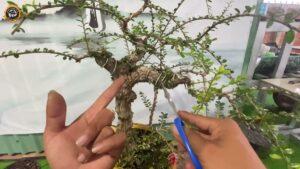 Cách cắt tỉa cây cảnh