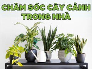 Cách chăm sóc cây cảnh trong nhà
