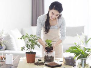 Cách chăm sóc cây cảnh trong nhà