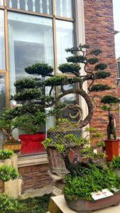 Cách giữ dáng bonsai