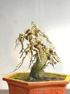 Cách giữ dáng bonsai