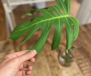 Cách làm sạch lá Monstera