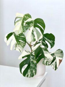 Cách làm sạch lá Monstera