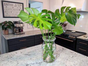 Cách làm sạch lá Monstera