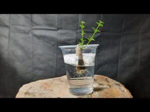 Cách nhân giống cây cảnh