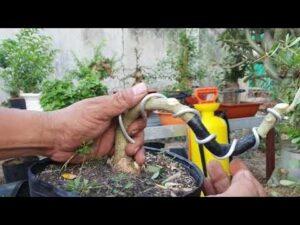 Cách uốn bonsai