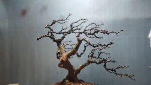 Cách uốn bonsai