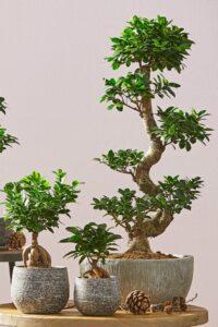Cách vệ sinh bonsai