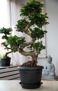 Cách vệ sinh bonsai