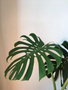Cách xịt sạch lá cây