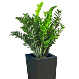 Cách xịt sạch lá cây