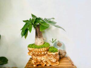 Cây bàng Singapore mini