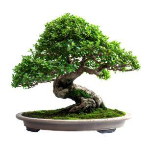 Cây bonsai giá rẻ