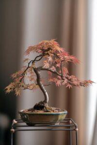 Cây bonsai mini