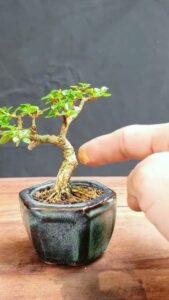 Cây bonsai mini