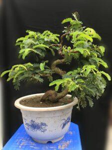 Cây bonsai nghệ nhân