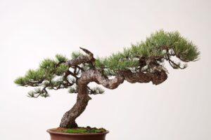 Cây bonsai nghệ nhân