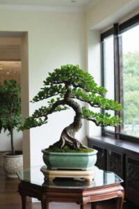 Cây bonsai nội thất