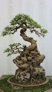 Cây bonsai phong thủy