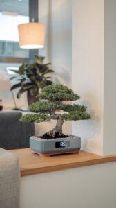 Cây bonsai tặng quà