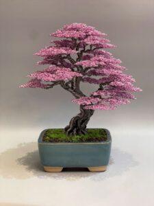 Cây bonsai tặng quà