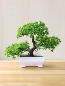 Cây bonsai tặng quà