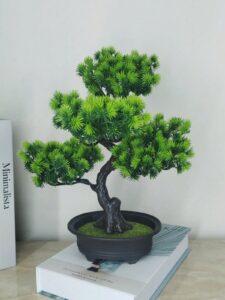 Cây bonsai văn phòng
