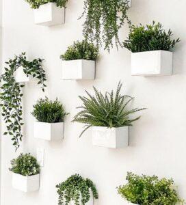 Cây cảnh dễ trồng