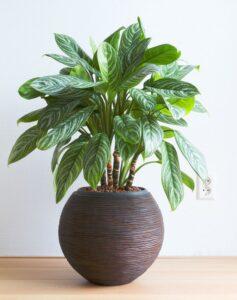 Cây cảnh dễ trồng