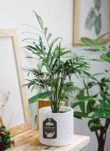 Cây cảnh hợp mệnh phong thủy