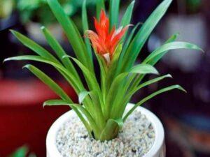Cây cảnh hợp mệnh phong thủy