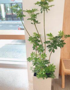 Cây cảnh thanh lọc không khí