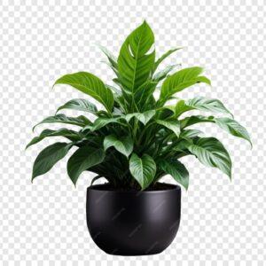 Cây để bàn học dễ chăm
