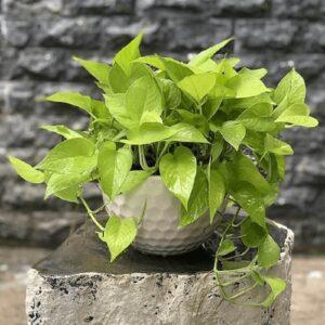 Cây hút độc tố
