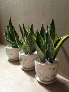 Cây kiểng mini dễ nuôi