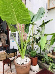 Cây kiểng sống khỏe