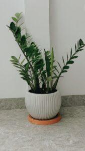 Cây kim tiền nhỏ