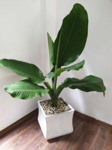 Cây lọc khí dễ chăm