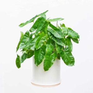 Cây lọc khí phòng khách