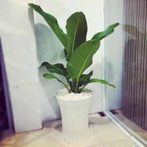 Cây lọc khí phòng khách