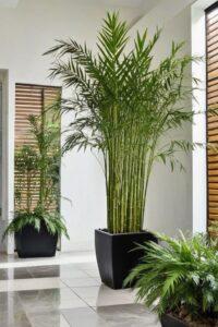 Cây lọc không khí dễ trồng