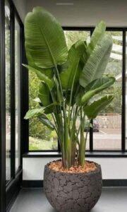 Cây lọc không khí dễ trồng
