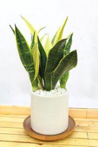 Cây lọc không khí mini