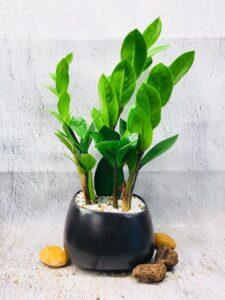 Cây lọc không khí mini