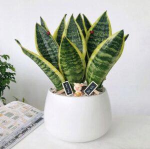 Cây lưỡi hổ
