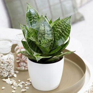 Cây lưỡi hổ