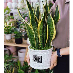Cây lưỡi hổ lọc khí