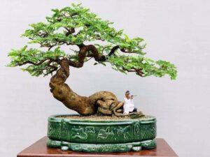 Cây phong thủy mini