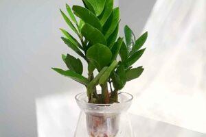 Cây thủy sinh lọc khí